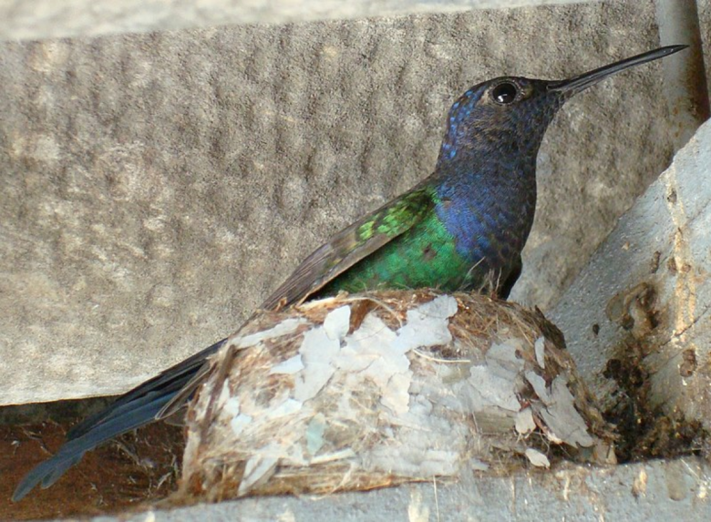 Entre os animais que visitam flores em busca de alimento, os beija-flores são os mais conhecidos, pelos tons metálicos da sua plumagem e a capacidade de visitar flores pairando no ar.