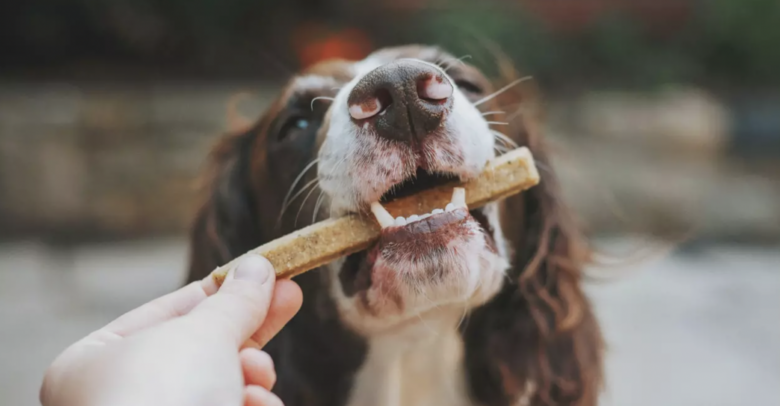 Com expectativa de vida que varia entre dez e vinte anos, o cão é um animal social que, na maioria das vezes, aceita o seu dono como o "chefe da matilha" e possui várias características que o tornam de grande utilidade para o homem