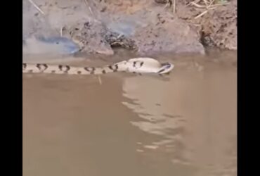 De acordo com o Biólogo Henrique Abrahão, trata-se de uma cobra chamada popularmente de Boipevau, que tem o nome científico de Hydrodynastes gigas.