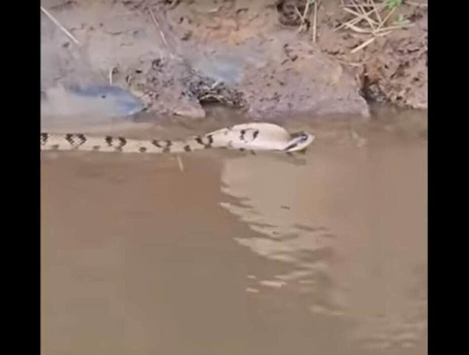 De acordo com o Biólogo Henrique Abrahão, trata-se de uma cobra chamada popularmente de Boipevau, que tem o nome científico de Hydrodynastes gigas.