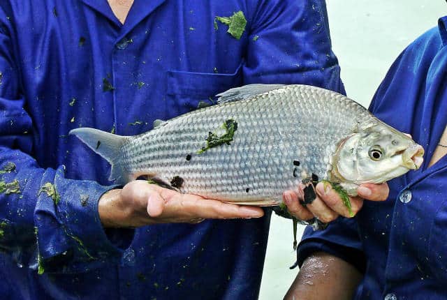 Desmatamento ameaça fonte de alimento de espécie de peixe em Mato Grosso