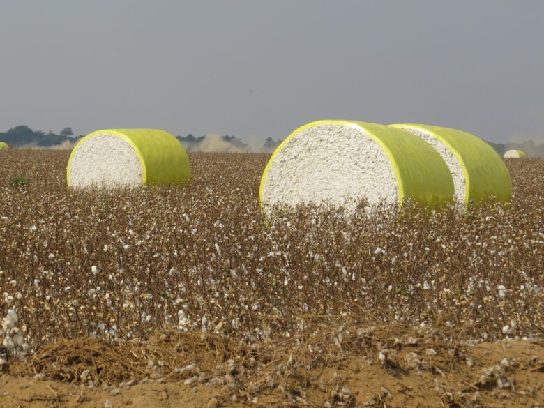 colheita de algodão em Mato Grosso