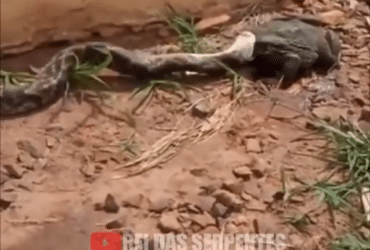 A jararaca é considerada a serpente peçonhenta mais comum encontrada na Mata Atlântica. Pode atingir em média 1,2 metros de comprimento.