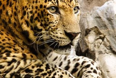 O leopardo também conhecido informalmente pela denominação de "onça" em Angola