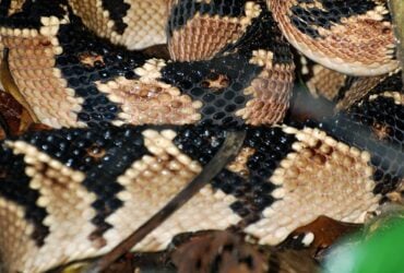 A surucucu é a mais longa cobra venenosa das Américas e a segunda no mundo depois da cobra-real (Ophiophagus hannah).