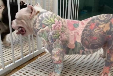 Mato Grosso proíbe tatuagens e piercings estéticos em animais