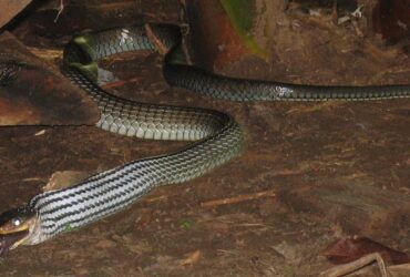 A muçurana é conhecida entre os estudiosos como a "cobra do bem" ou "limpa-campo" devido a sua alimentação ser baseada em lagartos e pequenos roedores como ratos.