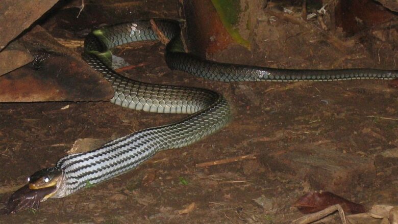 A muçurana é conhecida entre os estudiosos como a "cobra do bem" ou "limpa-campo" devido a sua alimentação ser baseada em lagartos e pequenos roedores como ratos.