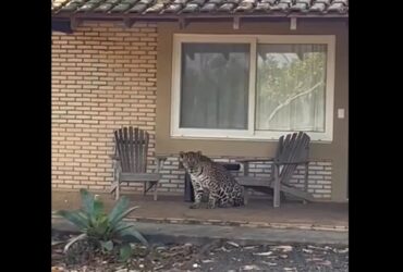 Além de possuir uma força excepcional, a onça-pintada é a que possui maior poder em suas mordidas, entre os grandes felinos do planeta.