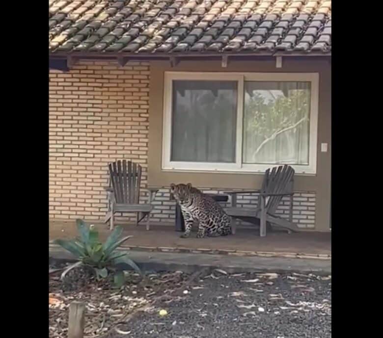 Além de possuir uma força excepcional, a onça-pintada é a que possui maior poder em suas mordidas, entre os grandes felinos do planeta.