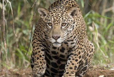 Onça-pintada a rainha do Pantanal, mostra sua sutileza ao nadar tranquilamente nas águas do Pantanal.