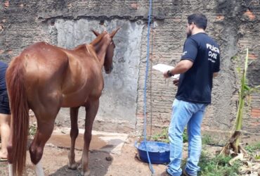 Policia Civil de Mato Grosso orienta sobre protecao a animais domesticos