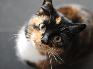 Se os animais parecerem confortáveis um com o outro, você pode começar a deixá-los sozinhos juntos. No entanto, é importante estar sempre atento a qualquer sinal de agressão.