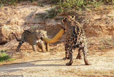 A poderosa onça-pintada (panthera onça) é a rainha do pantanal, ao passo que está no topo da cadeia alimentar, sendo o animal considerado o mais incrível superpredador.