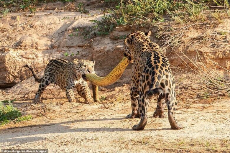 A poderosa onça-pintada (panthera onça) é a rainha do pantanal, ao passo que está no topo da cadeia alimentar, sendo o animal considerado o mais incrível superpredador.