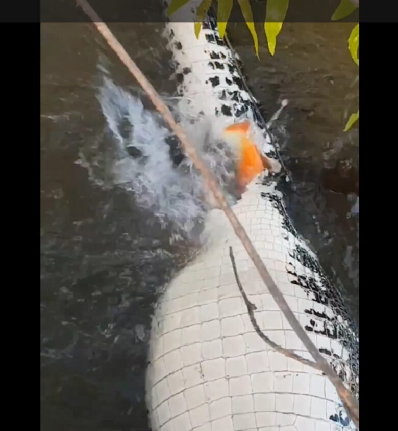 A maioria dos ataques de piranhas aos seres humanos têm sido registradas na área do Amazonas, especialmente os espécimes do género Pygocentrus (piranhas de barriga vermelha).