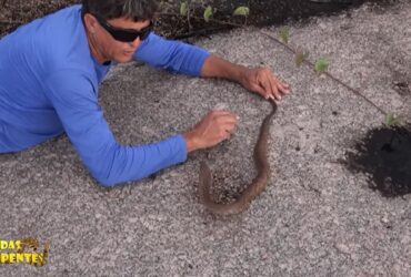 A jararaca é considerada a serpente peçonhenta mais comum encontrada na Mata Atlântica. Pode atingir em média 1,2 metros de comprimento.