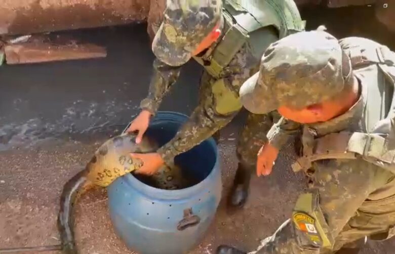 Cobra sucuri resgatada pelo Batalhão Ambiental em Várzea Grande