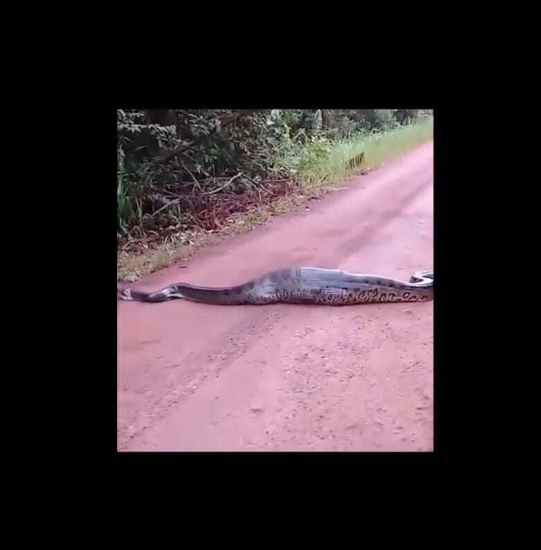 A situação chamou a atenção de populares, que filmaram a cena inusitada da simpática cobra sucuri.