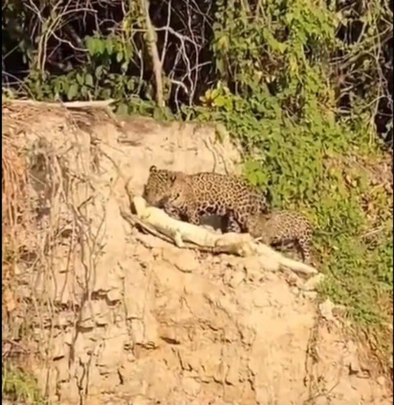 Porém, o maior desafio desses maravilhosos felinos é sobreviver em espaços cada vez menores por conta do desmatamento e destruição de seu habitat natural.