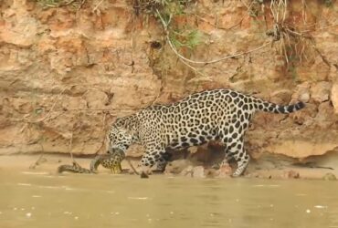 Uma batalha implacável entre duas grandes feras do Pantanal foi gravada pelo guia turístico Paulo Boute. Uma onça lutando contra uma cobra sucuri. Confira no vídeo abaixo.