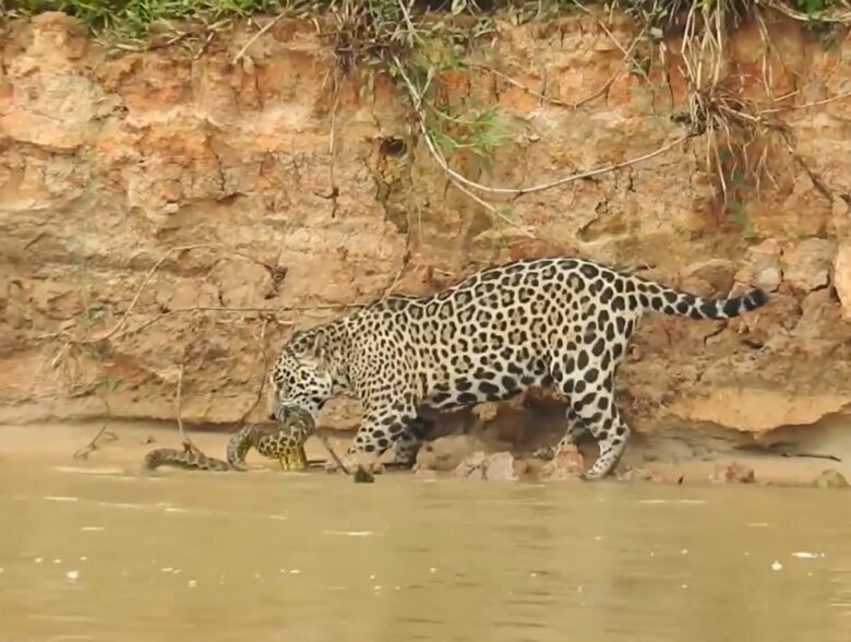 Uma batalha implacável entre duas grandes feras do Pantanal foi gravada pelo guia turístico Paulo Boute. Uma onça lutando contra uma cobra sucuri. Confira no vídeo abaixo.