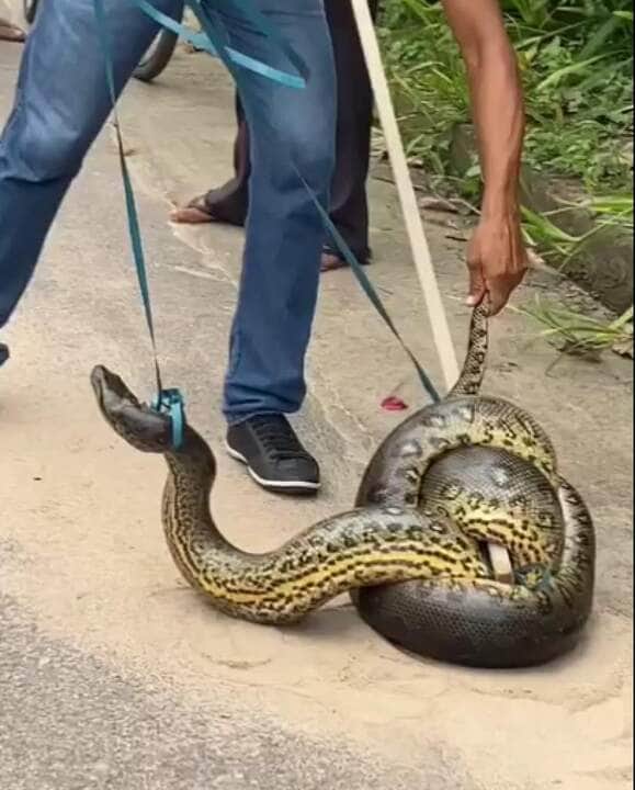 Essa troca de pele recebe o nome de ecdise, podendo ocorrer até cinco vezes no mesmo ano. São necessários alguns fatores para a ocorrência, como por exemplo: saúde e idade do animal, alimentação e condições do meio ambiente, como temperatura e umidade.