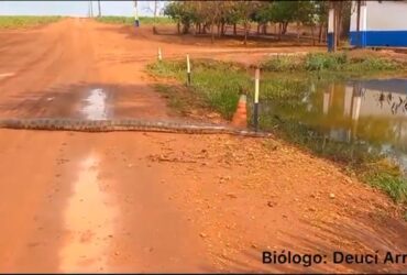 A enorme sucuri foi avistada no dia 27 de agosto, em uma propriedade rural do município de Porteirão, no estado de Goiás – GO.