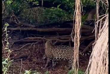 Provavelmente o filhote de onça-pintada, tenha sido morto por um macho adulto, enquanto sua mãe não estava por perto.