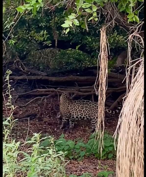 Provavelmente o filhote de onça-pintada, tenha sido morto por um macho adulto, enquanto sua mãe não estava por perto.