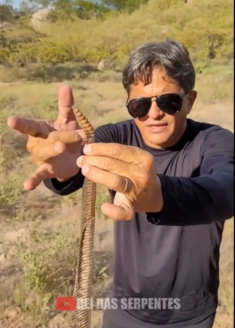 A cascavel, por razões não bem entendidas, em vez de sair completamente de sua pele antiga, mantém parte dela enrolada na cauda em forma de um anel cinzento grosseiro.