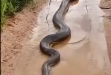 Enorme cobra sucuri, ou anaconda, como também é conhecida, apareceu na estrada.