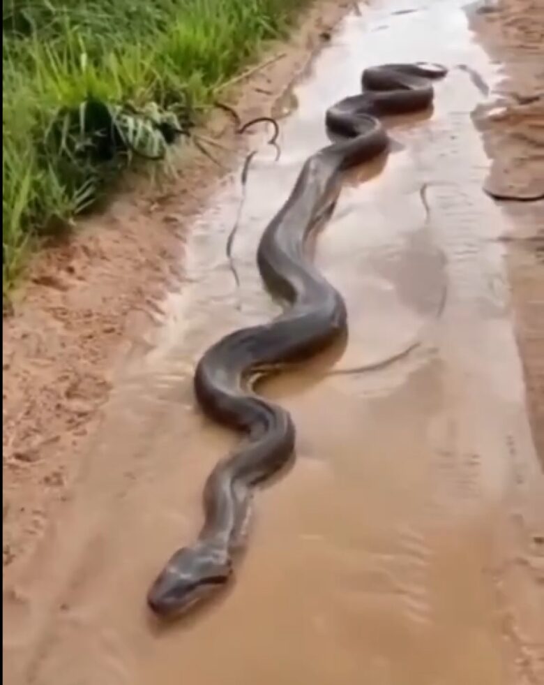 Enorme cobra sucuri, ou anaconda, como também é conhecida, apareceu na estrada.