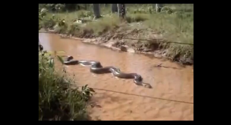 Uma das principais características das cobras sucuris, além do tamanho que chama a atenção, é o dimorfismo sexual, ou seja, nas quatro espécies, as fêmeas são maiores que os machos.