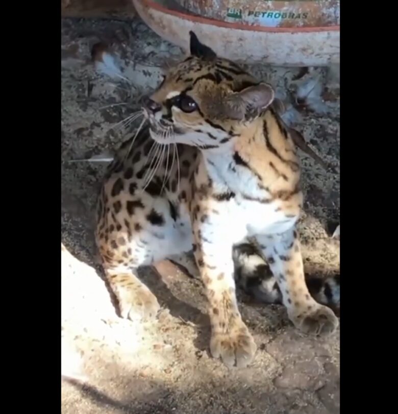 Alimenta-se principalmente de roedores, mas também de animais de porte maior como ungulados, répteis, aves e peixes. Caça à noite, formando emboscadas.