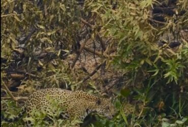 Onça é flagrada caminhando próximo a vegetação destruída pelo fogo no Pantanal