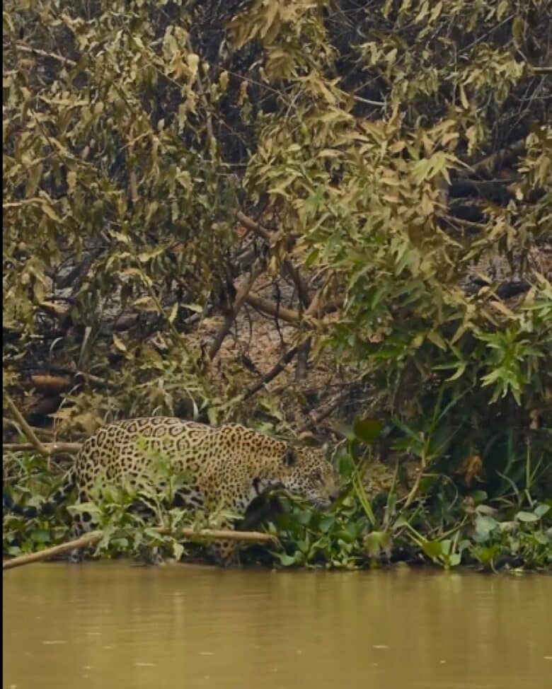 Onça é flagrada caminhando próximo a vegetação destruída pelo fogo no Pantanal