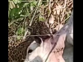 VÍDEO: Gato 'meliante' disfarça e rouba peixe sem levantar suspeitas