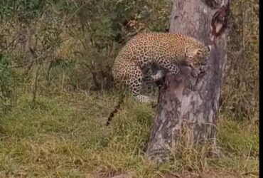 A onça-pintada (Panthera onça) é a rainha do Pantanal, ao passo que está no topo da cadeia alimentar, sendo o animal considerado o mais incrível superpredador.