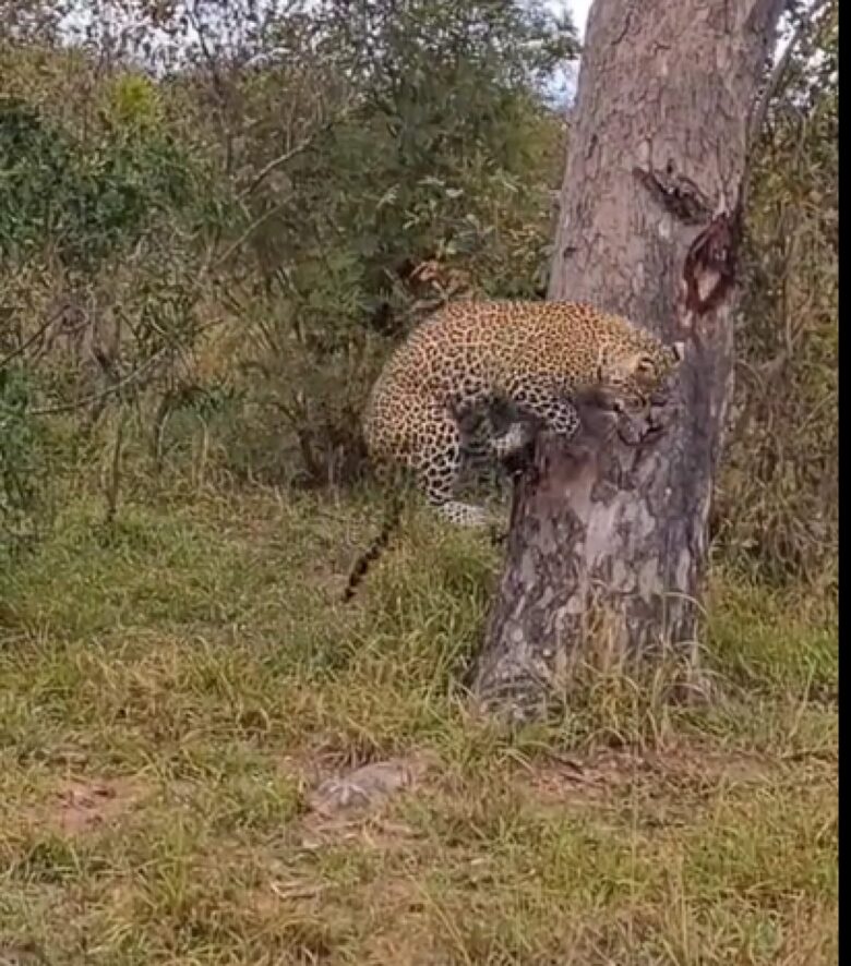 A onça-pintada (Panthera onça) é a rainha do Pantanal, ao passo que está no topo da cadeia alimentar, sendo o animal considerado o mais incrível superpredador.