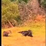 O flagrante onde a onça passou vergonha foi nas belas paisagens do Pantanal em Mato Grosso do Sul (MS).