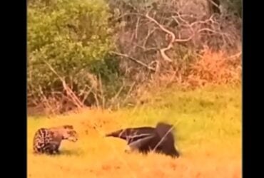 O flagrante onde a onça passou vergonha foi nas belas paisagens do Pantanal em Mato Grosso do Sul (MS).