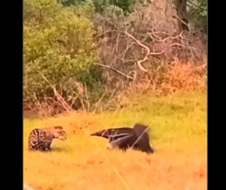 O flagrante onde a onça passou vergonha foi nas belas paisagens do Pantanal em Mato Grosso do Sul (MS).