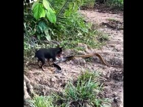 Polícia apreende 17 cobras, jabuti, maconha e ovos de répteis em