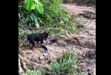 O cachorro possui excelente olfato e audição, é bom caçador e corredor vigoroso, relativamente dócil e leal, inteligente e com boa capacidade de aprendizagem.