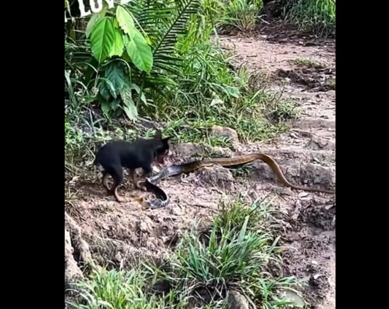 O cachorro possui excelente olfato e audição, é bom caçador e corredor vigoroso, relativamente dócil e leal, inteligente e com boa capacidade de aprendizagem.