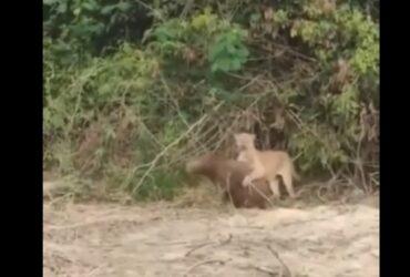 Uma capivara escapou por pouco de virar um lanche de uma onça-parda. Para a sorte da capivara, um pecuarista apareceu bem na hora e a onça ficou assustada, correndo para a mata.