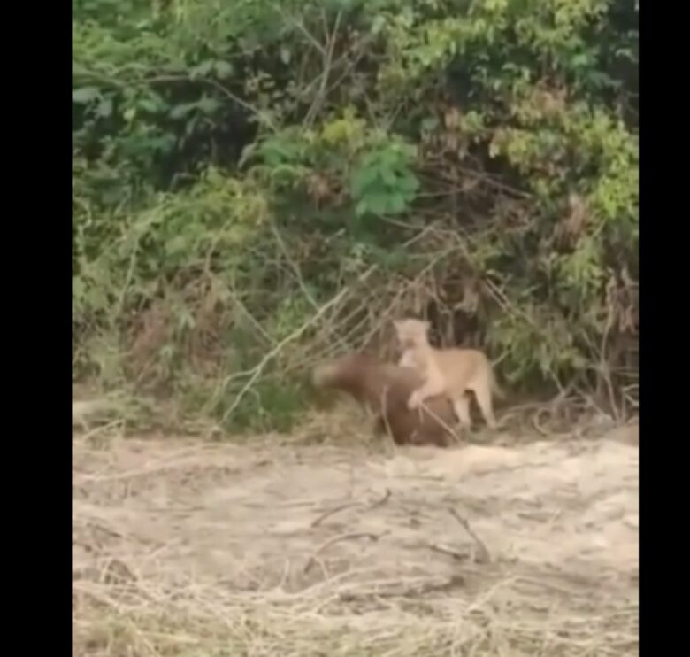 Uma capivara escapou por pouco de virar um lanche de uma onça-parda. Para a sorte da capivara, um pecuarista apareceu bem na hora e a onça ficou assustada, correndo para a mata.