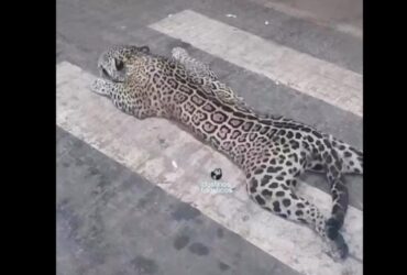 De grande porte, a onça-pintada pode chegar a mais de 150 quilos e comprimento entre 1,12 a 1,85 metros.