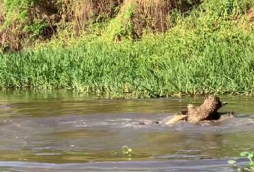 A poderosa onça-pintada (panthera onça) é a rainha do pantanal, ao passo que está no topo da cadeia alimentar, sendo o animal considerado o mais incrível superpredador.